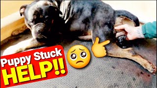 HELP My Puppy is Stuck  How to Free a Puppy Stuck in the Birth Canal  Magis Litter [upl. by Ecnaret]