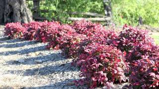 BLUSH™ Nandina is a low shrub with red new growth for most of the year  Ozbreed Hardy Exotic Range [upl. by Aderb]