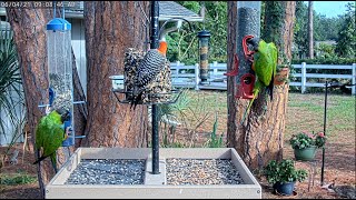 LIVE 4K Bird Feeder Cam in Nokomis Florida [upl. by Gwenneth979]