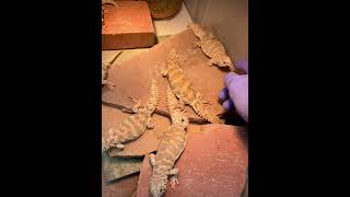 Relaxed and Tame Uromastyx Ornata juveniles herpetoculture lizards [upl. by Oicam]