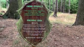 Prvotřídní turistika v lese 🌲 [upl. by Ydassac]