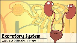 Excretory System and the Nephron [upl. by Archambault]