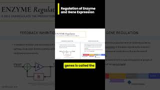 Regulation of Enzyme and Gene Expression [upl. by Sheri]