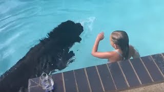 Newfoundland dog displays water rescue instincts [upl. by Eveivenej]