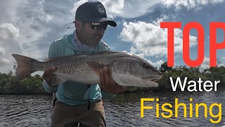 Top water sight fishing for snooks and reds in Matlacha FL pesca de robalo e red fish no visual [upl. by Suiratnauq984]