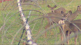 Antlerless deer licenses will become easier to acquire for Pennsylvania hunters [upl. by Kerwinn]