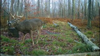 2023 Pennsylvania Potter county Buck Nov28 [upl. by Lyndon]