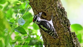 Dryobates pubescens DOWNY WOODPECKERS bring food to nest 9087639 [upl. by Kirrad66]