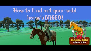 Horse Isle 3  What is your horses breed [upl. by Kauslick]