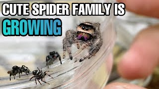 NEW JUMPING SPIDER EGG SAC  Regal Jumping Spider Update FeedingPairing [upl. by Naiviv]