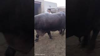 keşfet cowbeauty cow bull explore cattle syedfahad cute animals cowvideos [upl. by Grose]