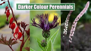 Garden Noir Embrace the Dark Side with These 8 Stunning Perennials [upl. by Sommer]