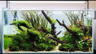 Aquascape Build Step by Step  Nature Aquarium Tutorial in an Eheim Clearscape 200 90x50x45cm [upl. by Ahsatniuq]