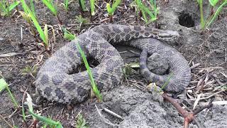 Southeast Iowa Massasauga Rattlesnake [upl. by Sidnala]