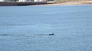 Dolphins in Sunderland Roker pier in the northeast of England [upl. by Neelcaj155]