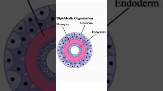 Diploblastic and Triploblastic organismstudy biology shortstrending [upl. by Fasano288]