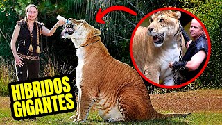 7 Animales HIBRIDOS que NO Conoces [upl. by Andriana]