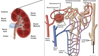 Structure of a nephron [upl. by Bertie309]