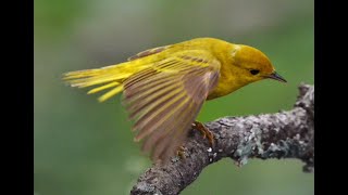 Yellow Warbler female [upl. by Esten]