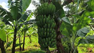 Profitable Banana farming in Kenya  Farm progress [upl. by Oigimer184]