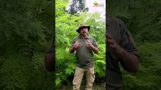 Benefits of Moringa Tree [upl. by Eelarak]