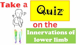 Quiz on innervations of the lower limb [upl. by Bigod]