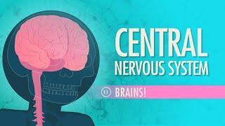 Central Nervous System Crash Course Anatomy amp Physiology 11 [upl. by Twelve]