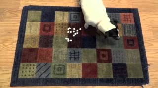 Worlds Smartest Jack Russell Dog [upl. by Slavic]