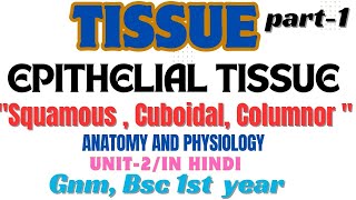 TissueEpithelial Tissue  Squamous  Cuboidal  Columnor  Anatomy and physiology  unit2  gnm [upl. by Ittocs285]