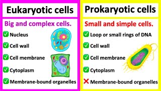 EUKARYOTIC CELLS vs PROKARYOTIC CELLS  Whats the difference [upl. by Trevah]