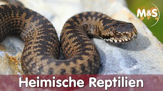 Heimische Reptilien  Welche Reptilien gibt es in Deutschland  ABCH [upl. by Yonina]