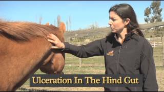 How To Understanding Equine Diarrhea [upl. by Finbur]