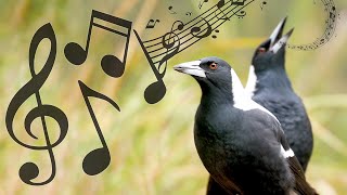 Australian Magpies NonStop Singing Compilation Warbling amp Carolling  Complex Calls [upl. by Severn888]