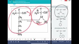 ALEKS Identifying and drawing peptide bonds [upl. by Hsreh]