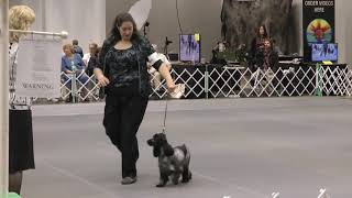 Dogs Handlers Gather In St Cloud For National Dog Show VIDEO [upl. by Akcirehs]