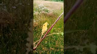 Ragwort poisoning and horses essentual viewing for horse lovers [upl. by Teferi]