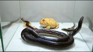 Horned Frog Black Snake Giant Centipede Lizard Scorpion Gecko [upl. by Ybroc]