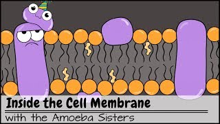 Fluid Mosaic Model of the Plasma Membrane  Phospholipid Bilayer [upl. by Elleval]