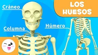 Los huesos para niños  El sistema óseo  El cuerpo humano para niños [upl. by Nortad268]