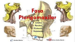 Anatomía  Fosa Pterigomaxilar Límites Paredes Contenido Agujeros [upl. by Syl]