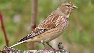 Linnet Bird Close Up in My Garden [upl. by Nayar]