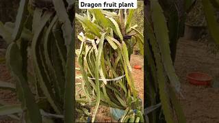 How to grow a dragon fruit plant How to grow dragon fruit treetrending viralvideo reels [upl. by Lurie]