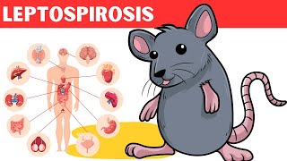 Leptospirosis  Causes Risk Factors Pathology Signs amp Symptoms Diagnosis And Treatment [upl. by Sandon]