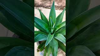 Foxtail Agave plant 🌵garden plants nature shorts [upl. by Leifer]