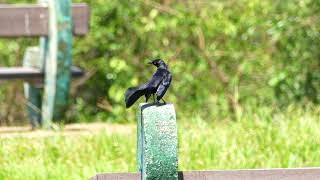 Carib Grackle Quiscalus lugubris lugubris male displaying French Guiana [upl. by Neroled]