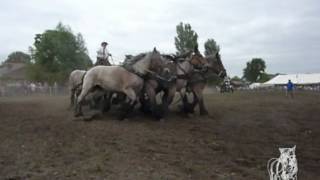 Trekpaarden De Brabander [upl. by Lramaj982]