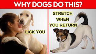 15 Weird Dog Behaviors Explained [upl. by Asseral]