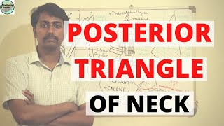 POSTERIOR TRIANGLE OF NECK [upl. by Ahselet207]