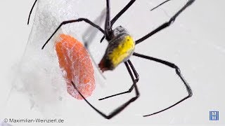 wrap it Nephila Silkspider is wrapping her eggs [upl. by Lothario]