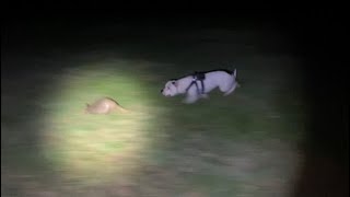 captura de armadillos con perro [upl. by Garreth]